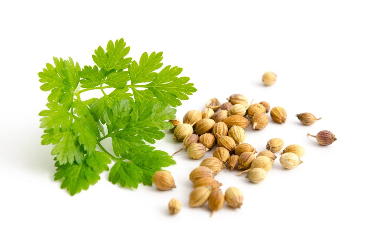 Coriander /Cilantro Leaves and Seeds