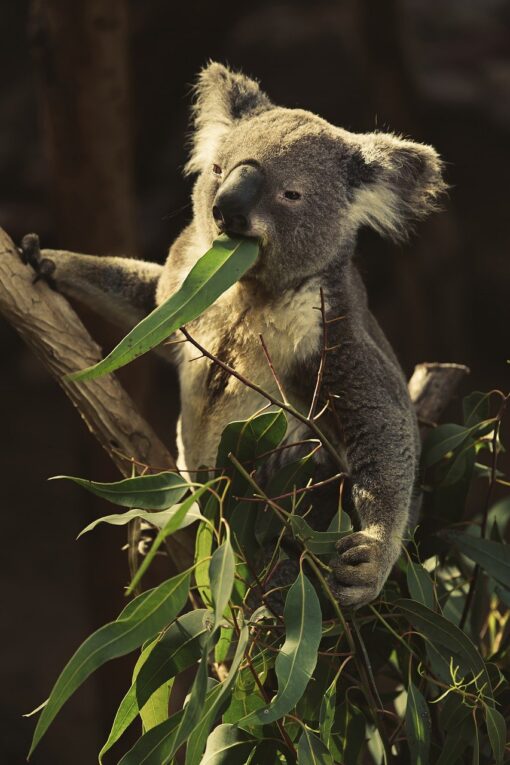 Koala Eating Eucalyptus Leaves