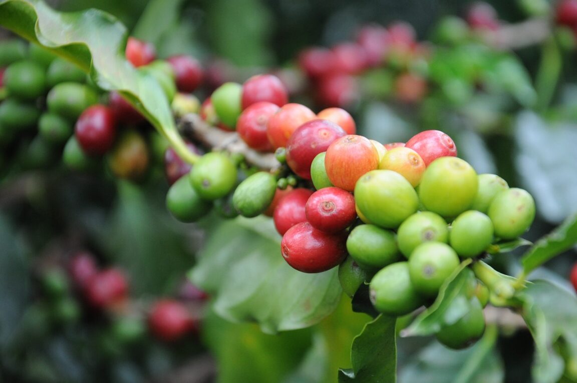 Coffea arabica plant