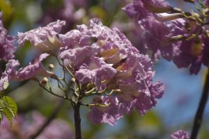 Pau d'Arco tree flowers