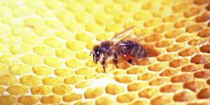 Bee Propolis