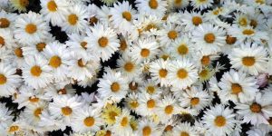 Chamomile
