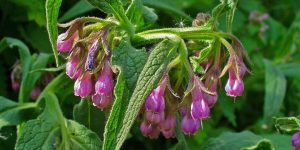 Comfrey