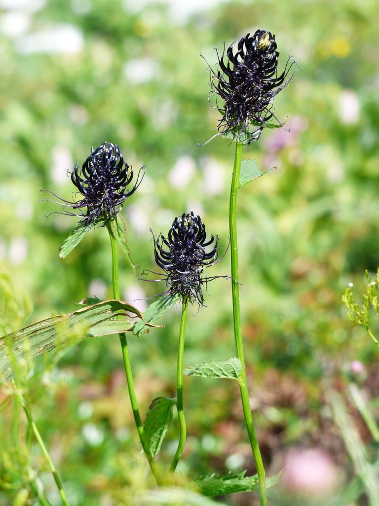 Devil's Claw