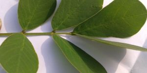 Fenugreek