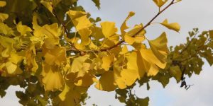 Ginkgo biloba