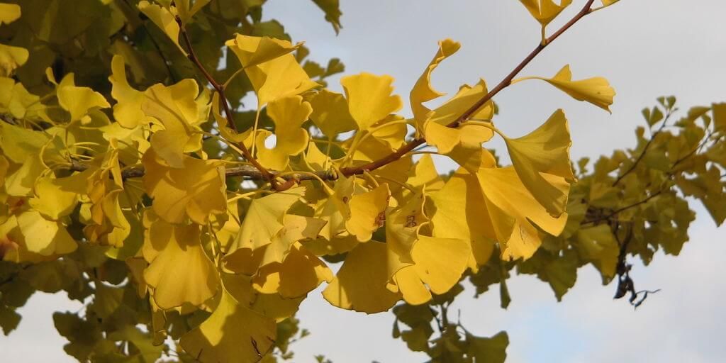 Ginkgo biloba