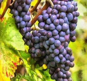 Grape