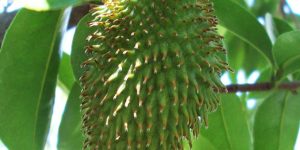 Graviola Soursop