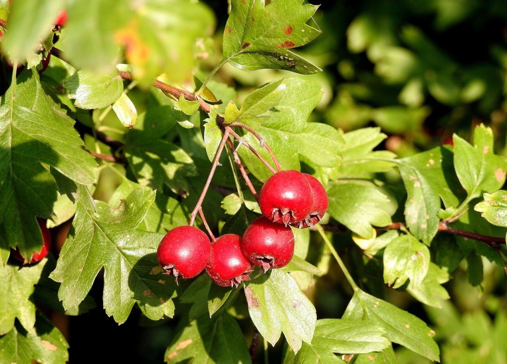 Hawthorn Berries