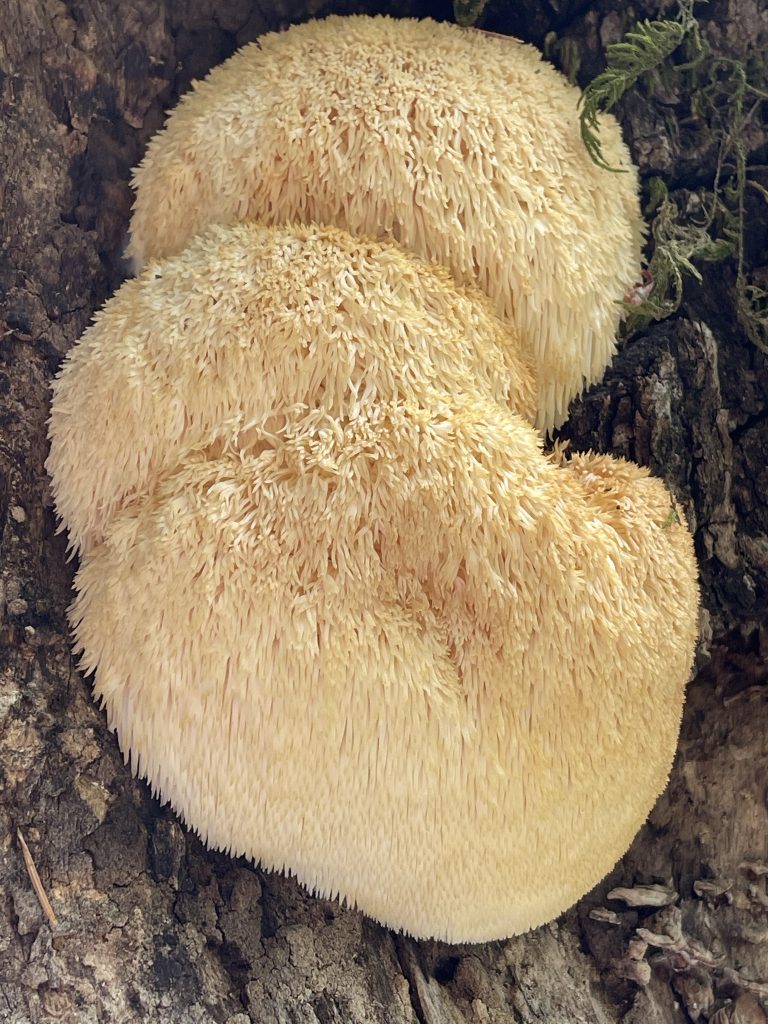 Hericium erinaceus Lion's Mane Mushrooms
