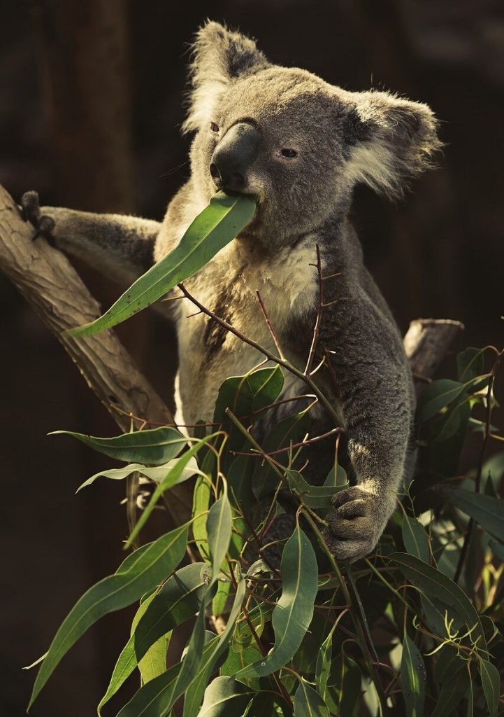 Koala Eating Eucalyptus Leaves