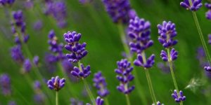 Lavender