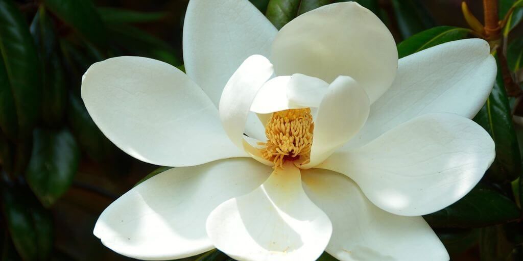 Magnolia