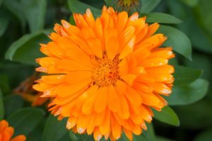 Marigold