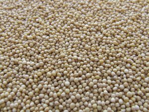 Mustard Seeds