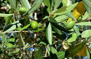 Olive Leaf