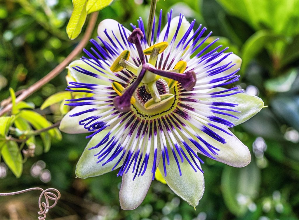 Passionflower