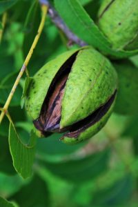 Pecan