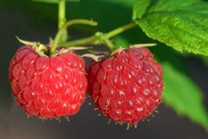 Raspberries