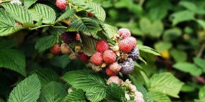 Raspberry Leaf