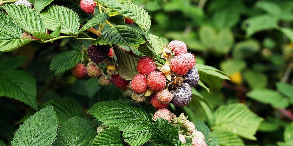 Raspberry Leaf