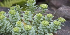 Rhodiola