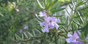 Rosemary