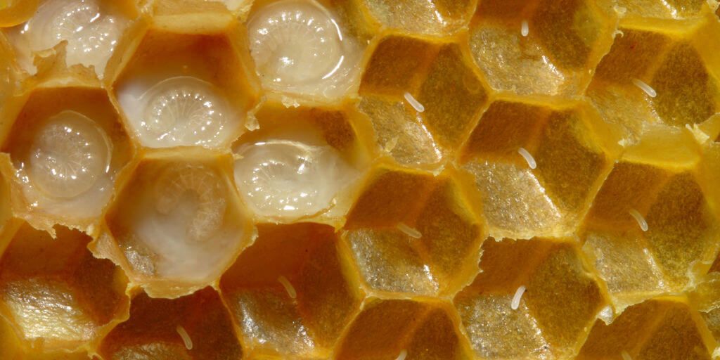 Royal Jelly