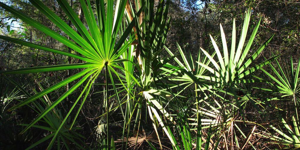 Saw Palmetto