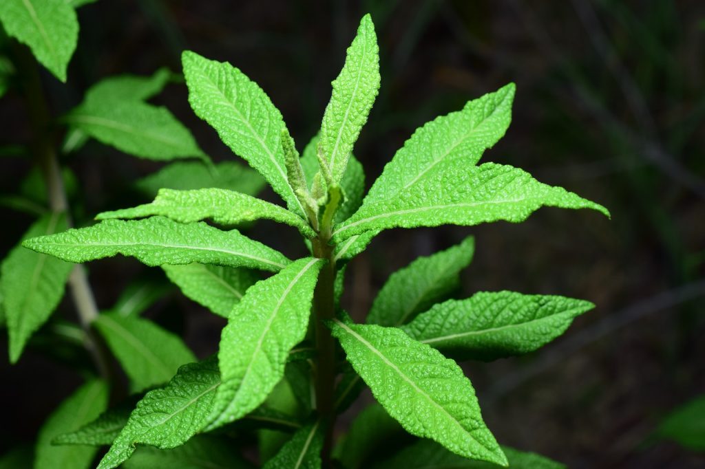 Spearmint