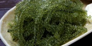 Spirulina