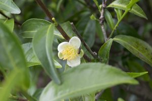 Tea Tree