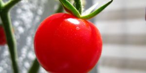 Tomato for Lycopene
