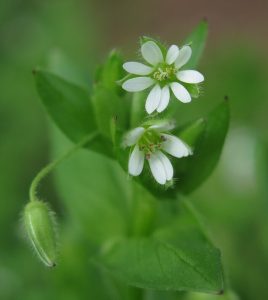 Chickweed