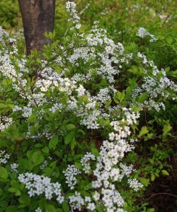Meadowsweet
