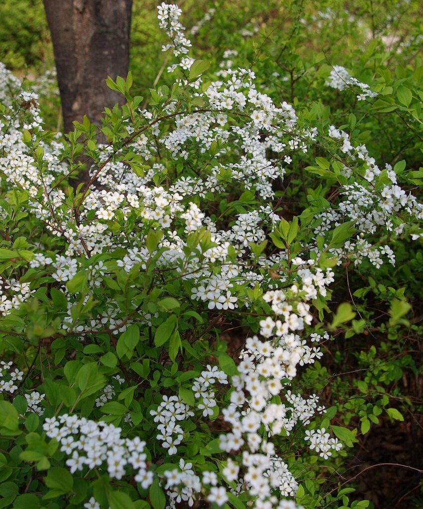 Meadowsweet